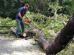 Tree and Shrub Care in Lake Shore, UT